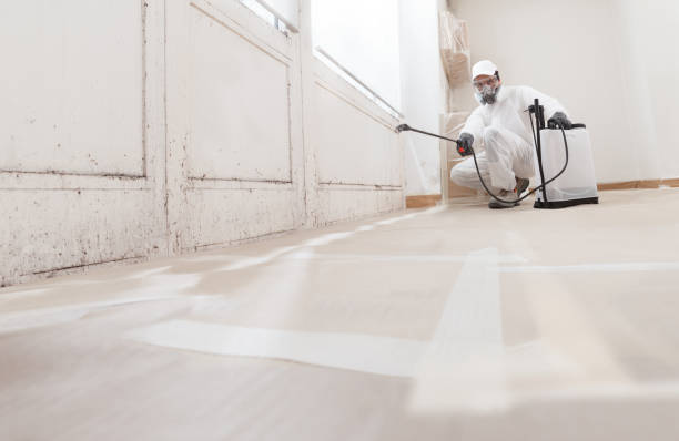 Black mold remediation team in Midland